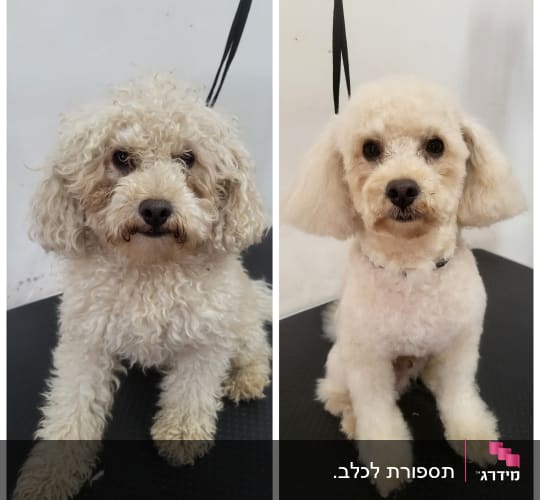 תמונות לפני ואחרי של כלב לאחר תספורת